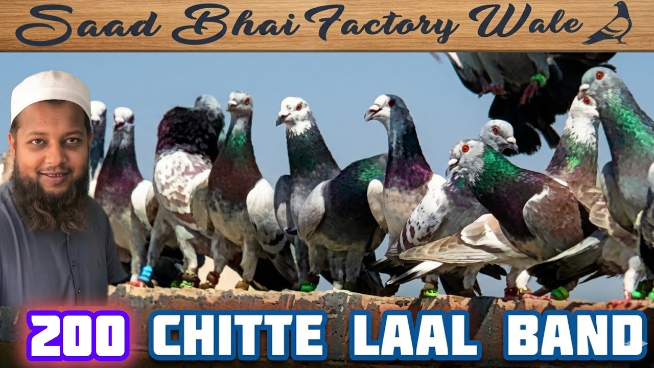 Pakistan ka sabse khubsurat kabutar | 200 Chitte Laal Band Kabootar king | 👑 Saad Bhai Factory Wale