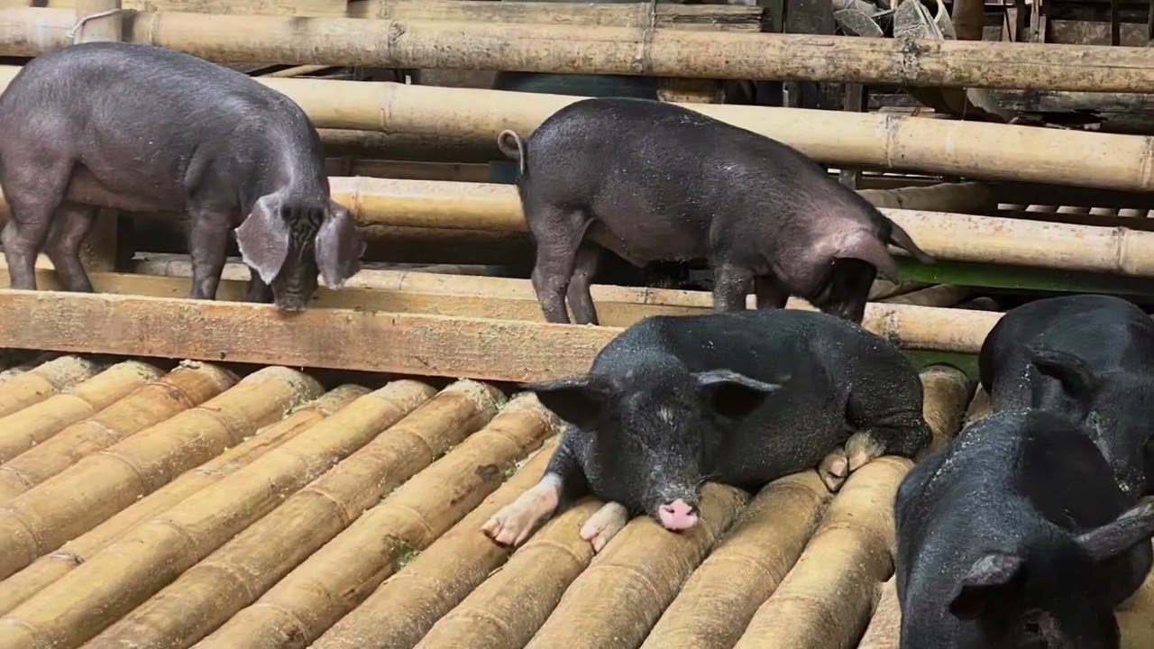 Visit the market in Rantepao, Tana Toraja, Sulawesi, Indonesia.