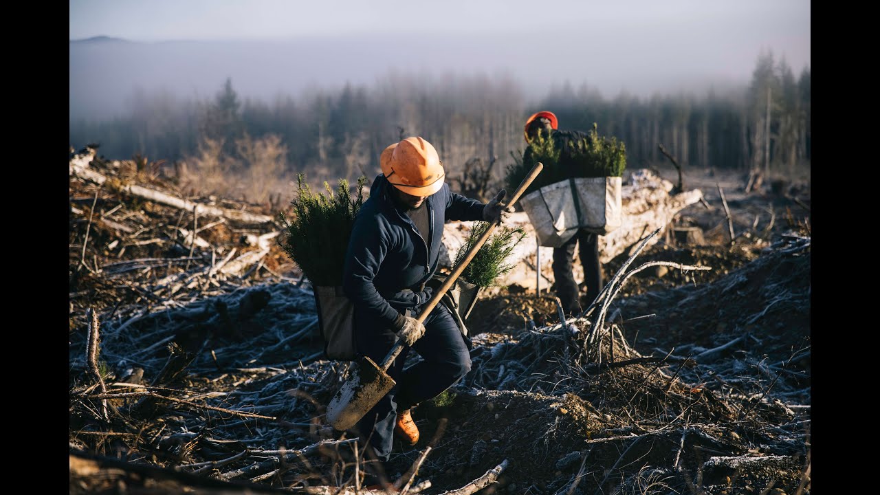 Sustainable Forestry: Working to Respect Our Resources