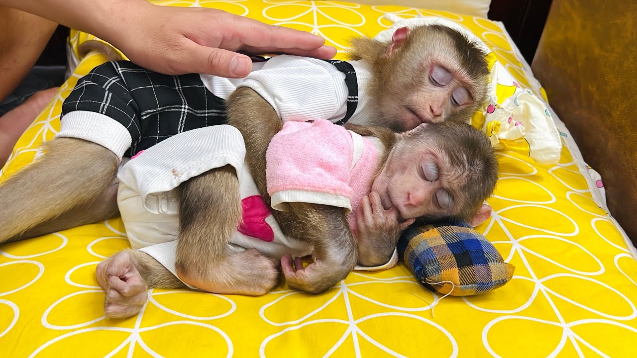 monkey Tina and Xuka felt their mother's warmth on the bed, which made them sleep very soundly.