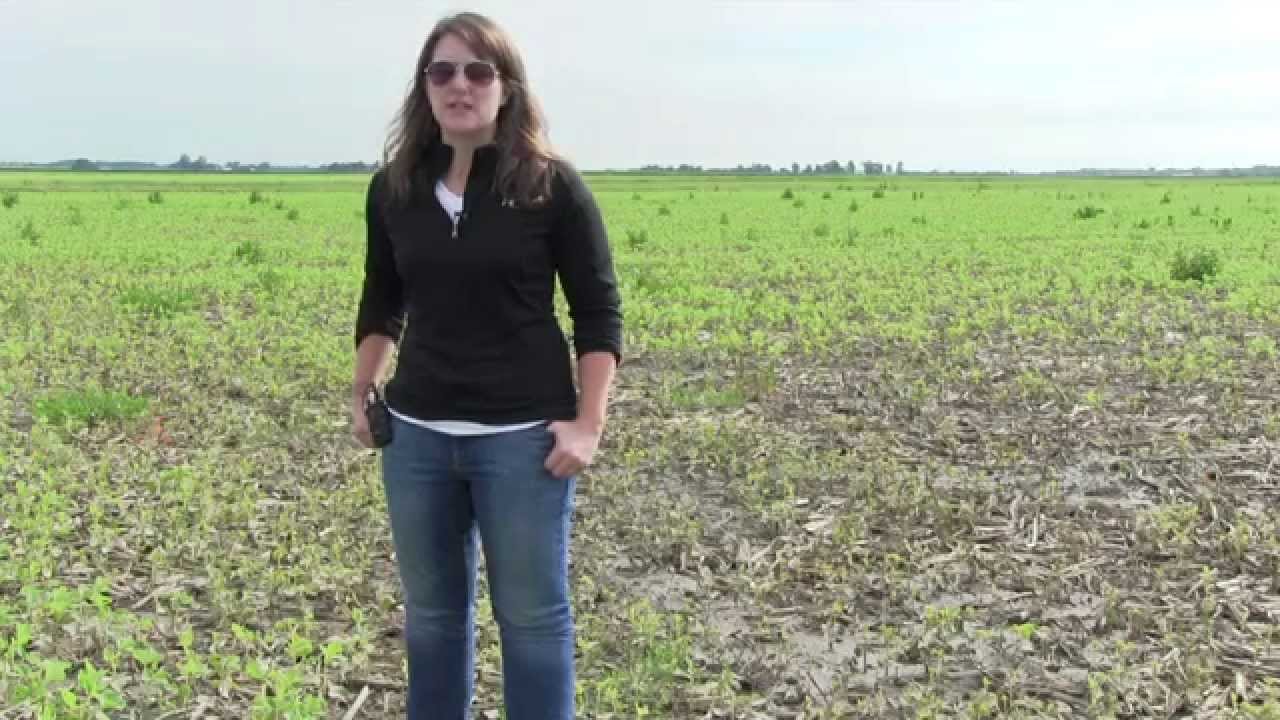 Soybean Seedling Blights