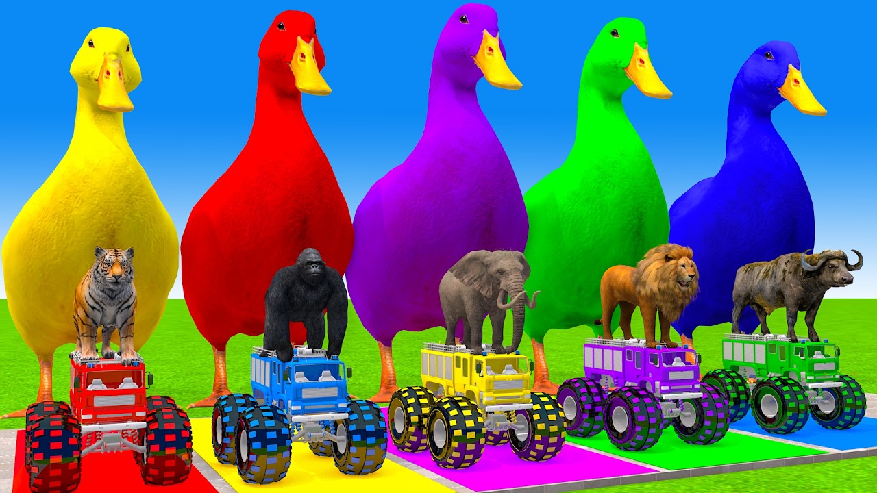 5 Giant Duck Cartoon,Cow,Elephant,Tiger,Lion,Gorilla, Paint Wild Animals Crossing Fountain Animation