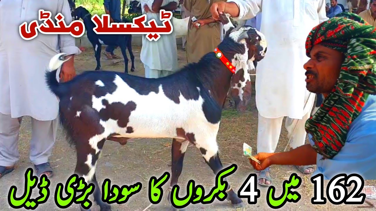 Friday Taxila Bakra Mandi Latest Update 19 July 2024