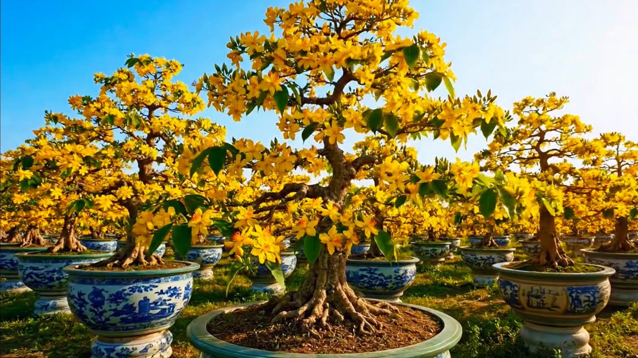 Cách đơn giản để cây mai ra hoa kín cây đúng Tết 