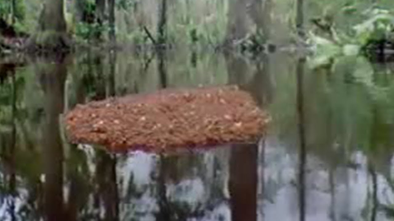 Ants Create a Lifeboat in the Amazon Jungle | BBC Studios