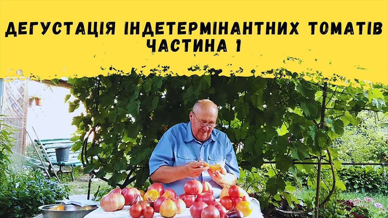Дегустація індетермінантних томатів! Частина 1