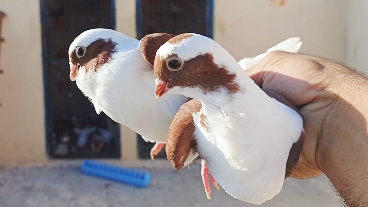 اربع حبات فراخ حمام هديه🎁 وطيرت منهم مع الحمام😳