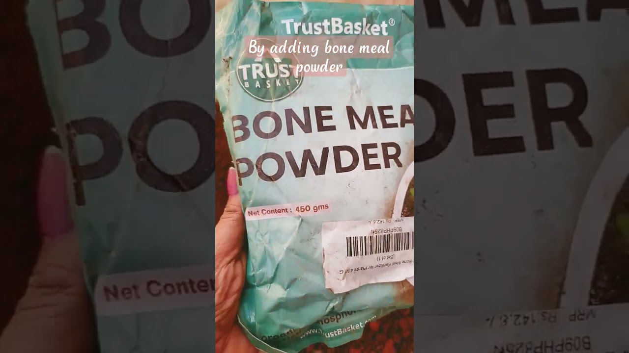 Bone meal powder #repotting#ibgarden #new plants#love #bangalore#reels #love