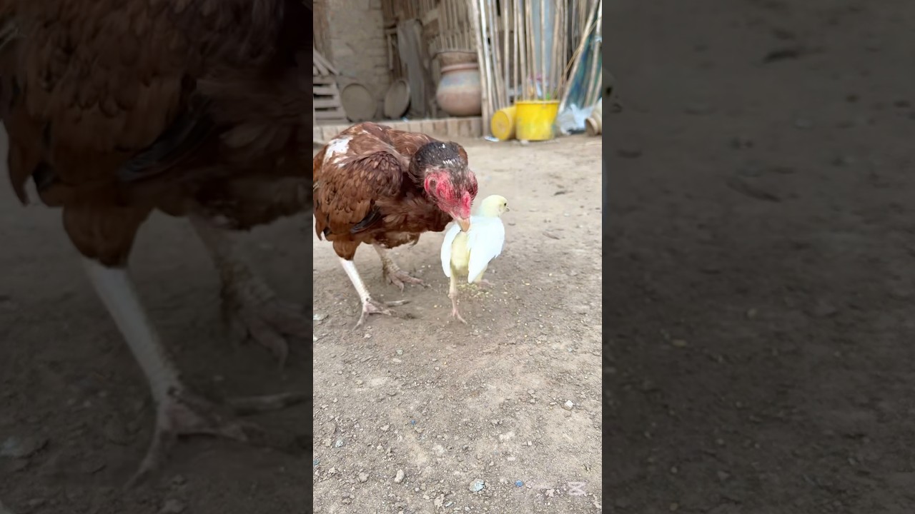 White Java accepts cute white chick#viralvideo #chicks #accept