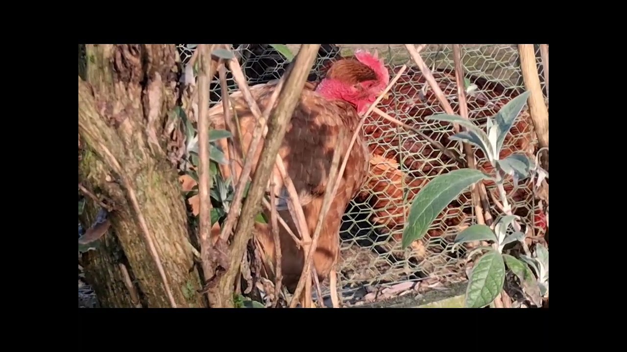 L évolution de mes poules