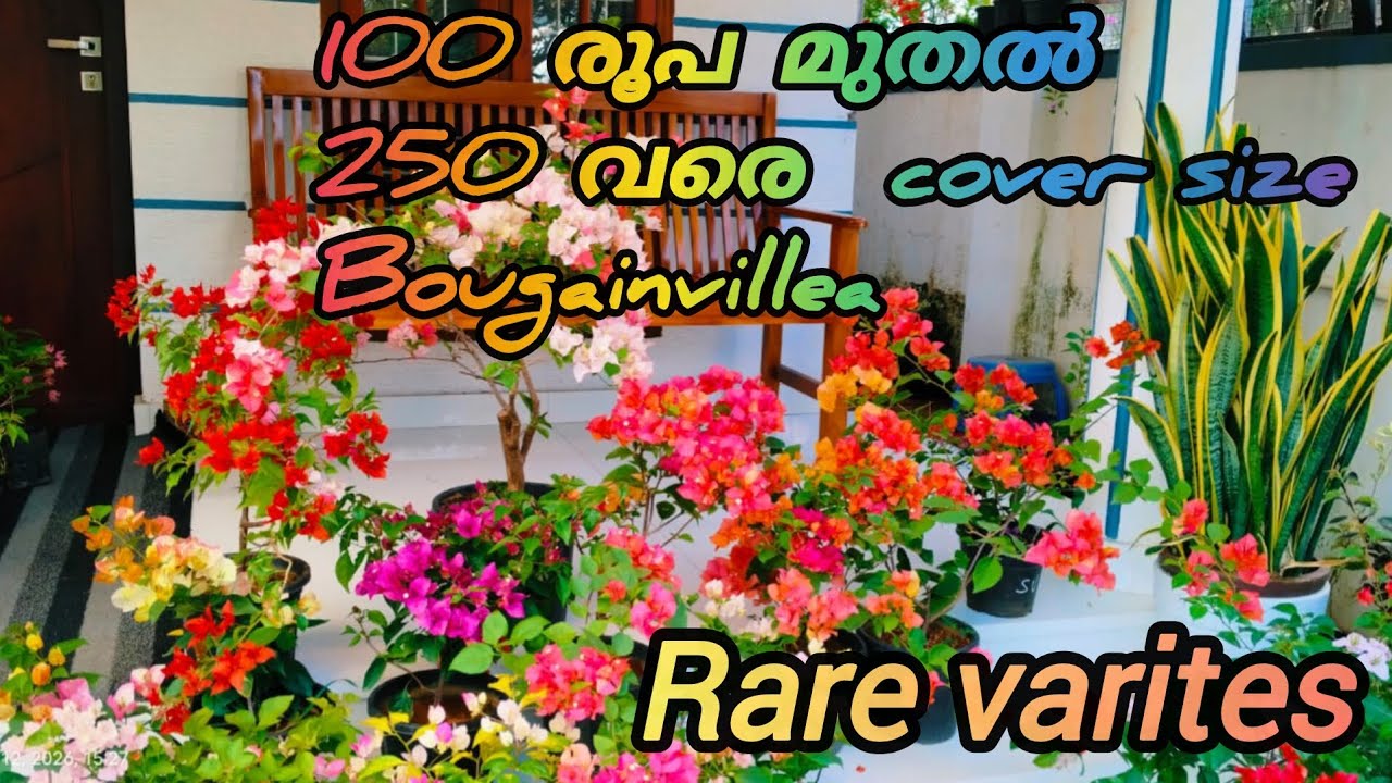 കുറഞ്ഞ വിലയില്‍ ചെറിയ cover size Bougainvillea/Hybrid rare varites/Home garden butterfly garden  🦋 