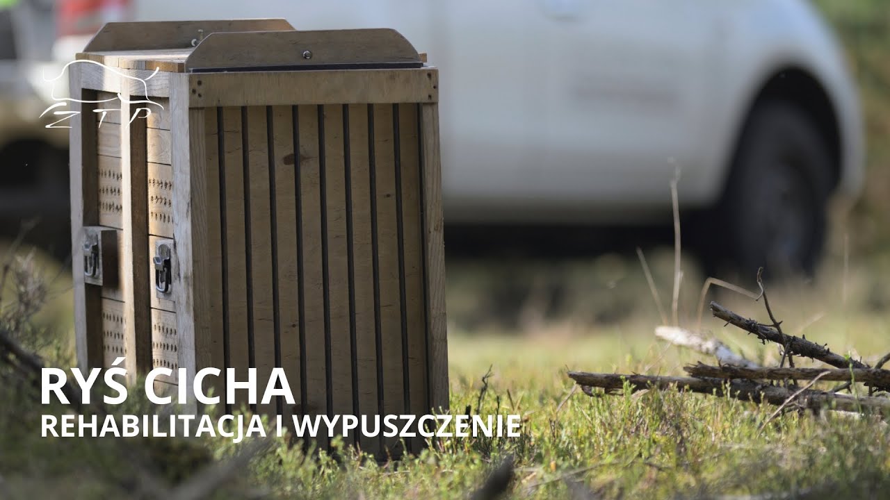 Rehabilitacja i wypuszczenie Cichej | Zachodniopomorskie Towarzystwo Przyrodnicze