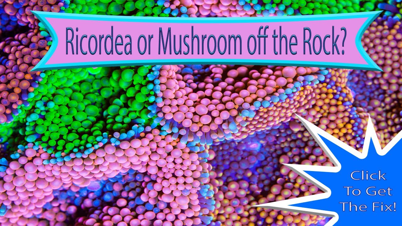 Ricordea Florida or Rhodactis Mushroom Floating in your saltwater aquarium?  DIY @AquariumDepot.com