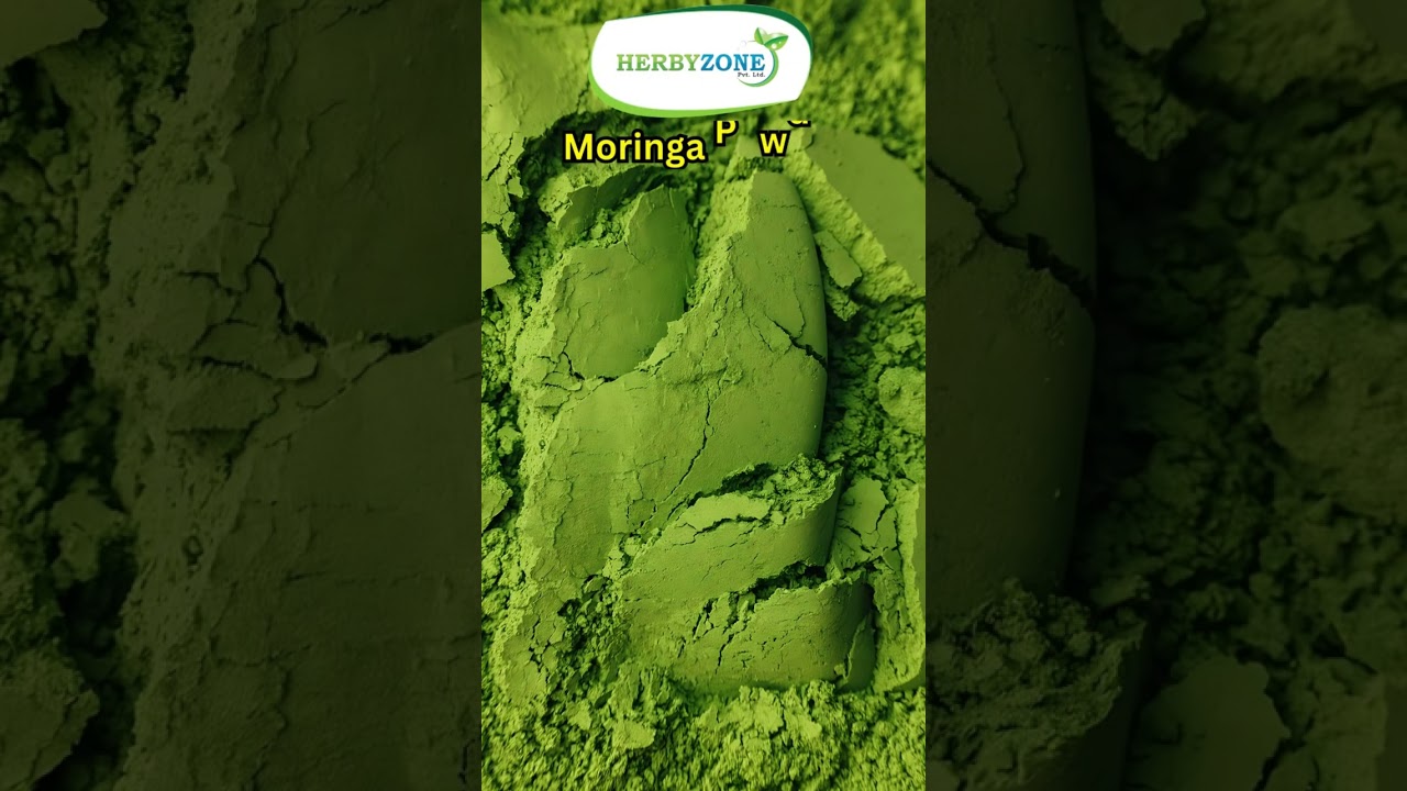 Moringa powder whole sale premium Grade