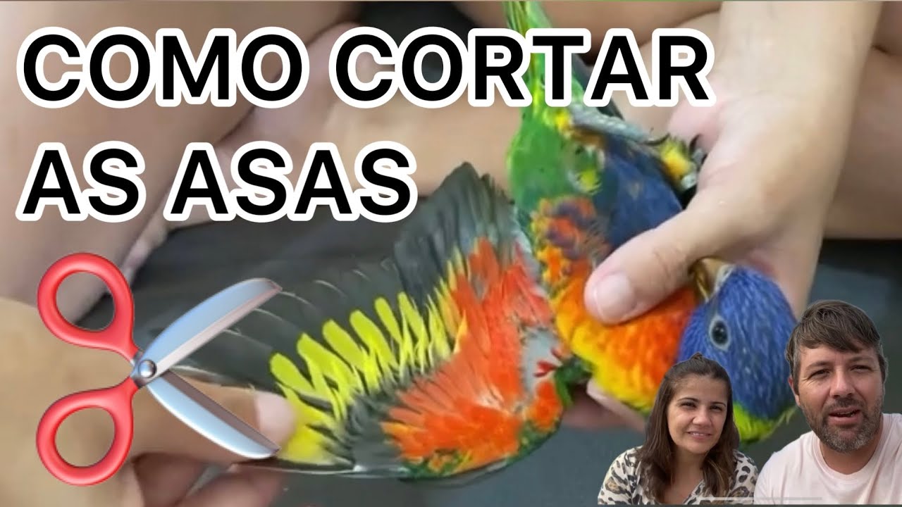 LÓRIS MOLUCANO - Como cortar as ASAS  - LPA