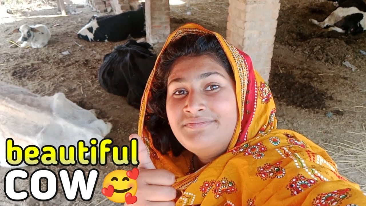 Aaj humne Dekhi beautiful cow 🐮🐄🐄🐄