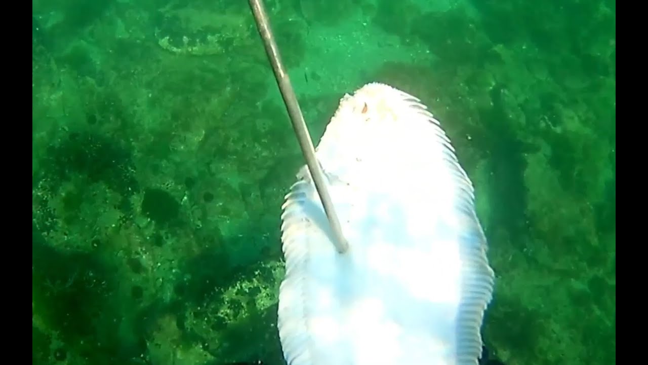 MARMARA DENİZİ KİKLA,DİL BALIĞI AVI VE VATOZ TÜRLERİ spearfishing