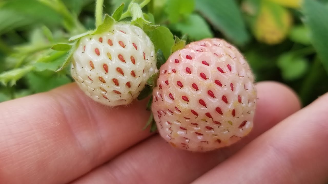 Growing And Harvesting Pineberries!