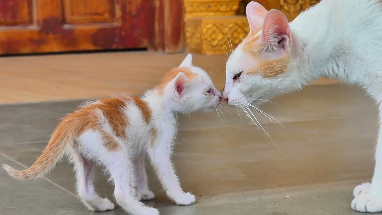 The little kitten needs mom take care it's so cute 