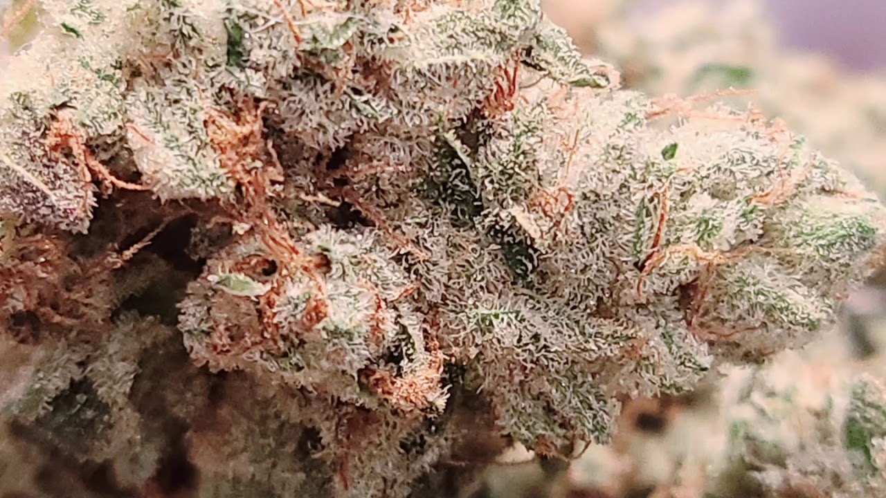 Blackberry Gelato Strain by LA Kush Los Angeles Kush