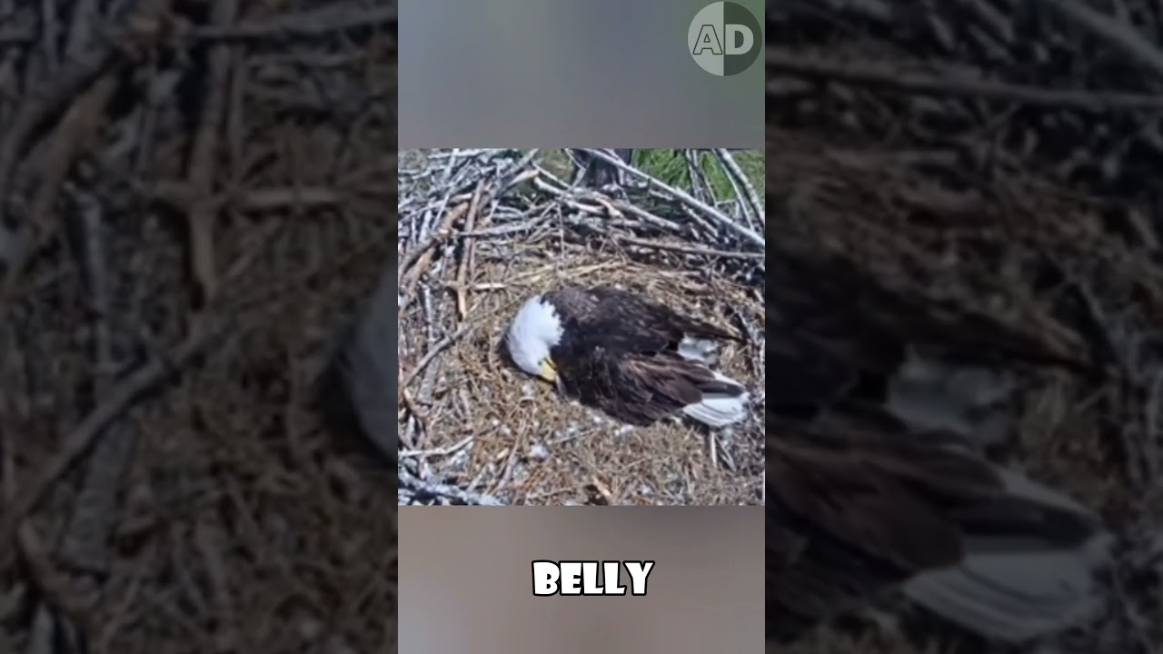 How Bald Eagles Keep Their Eggs Warm in Freezing Weather?🦅❄️