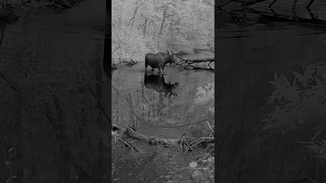 P&otilde;der | European moose (Alces alces)  #wildlife #trailcam #naturelovers #wildanimals #wilderness