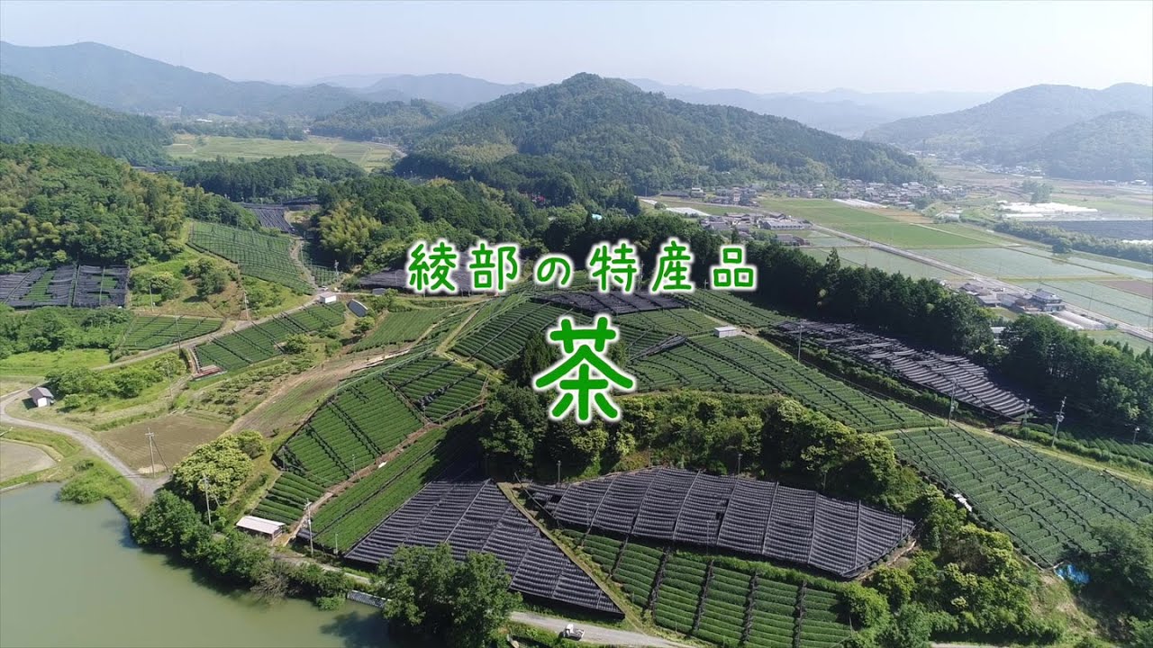 綾部の特産品紹介　茶