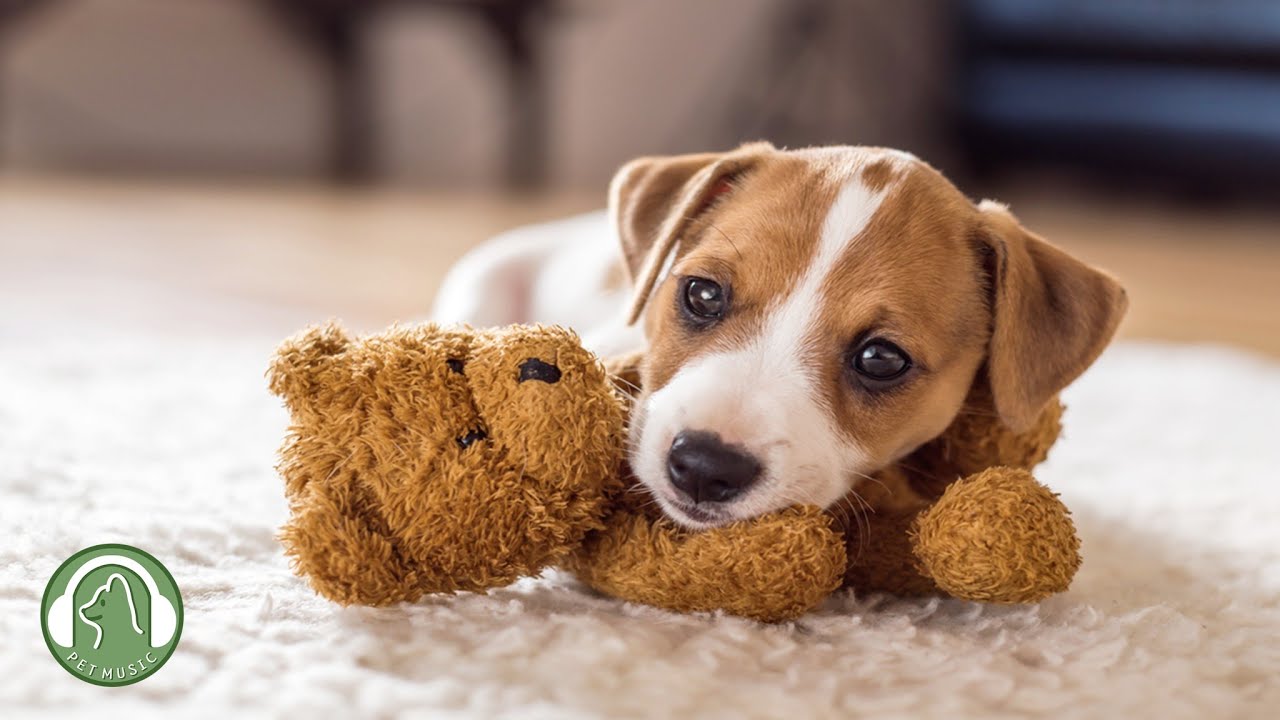 Расслабляющая музыка для собак🐶Музыка для снятия стресса🎵расслабляющая музыка. Любимая музыка собаки