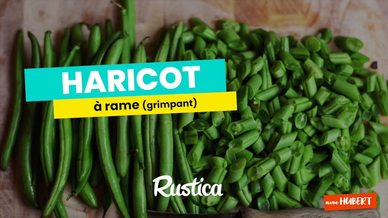 Les haricots grimpants pour petits jardins