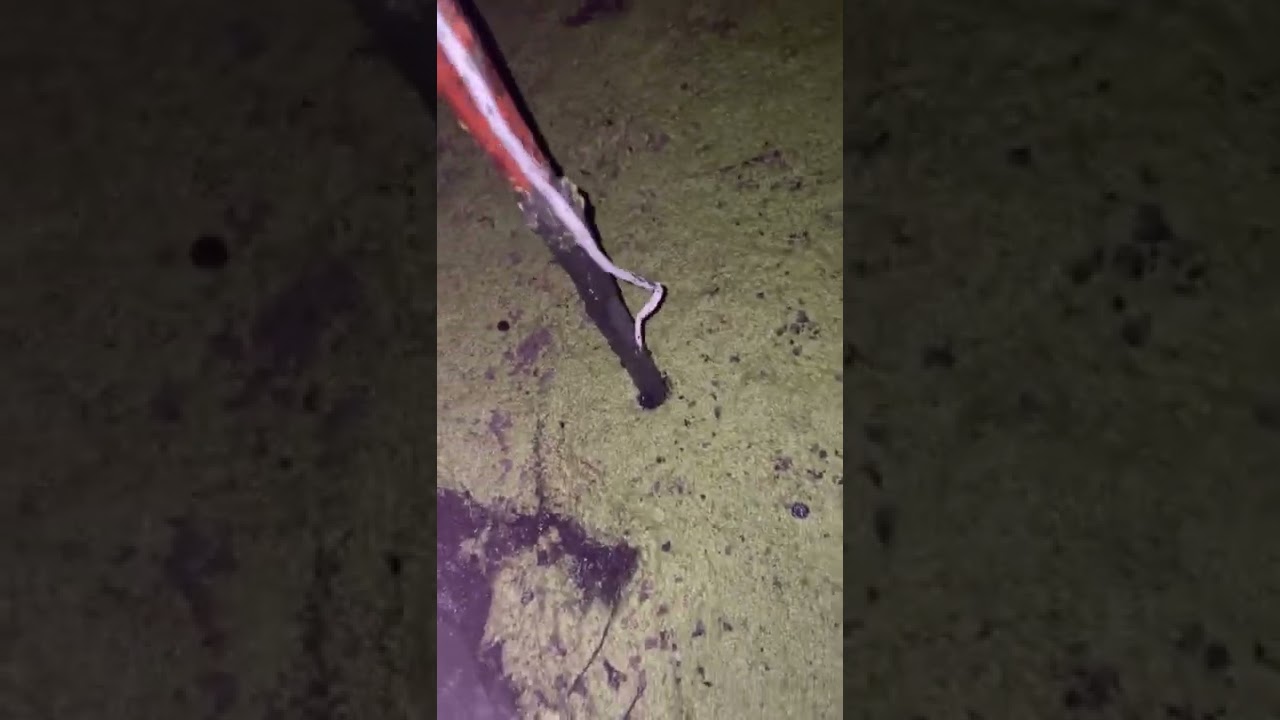 First nighttime “sink”