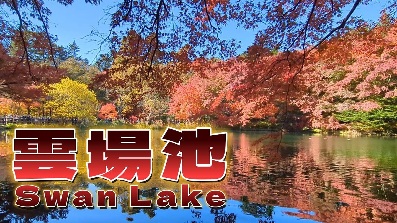 【紅葉の雲場池】autumn leaves #長野県北佐久郡軽井沢町 #信州観光 #sightseeing #japan #travel #信州WALK #swanlake #karuizawa