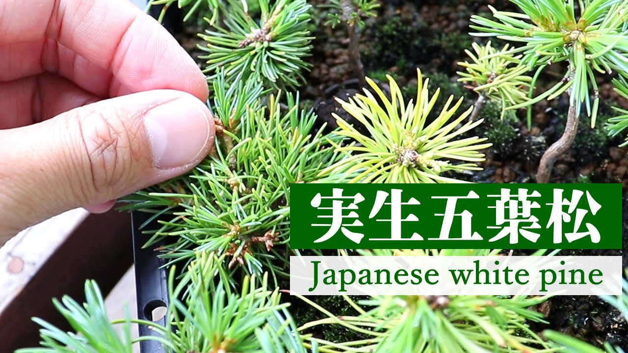 五葉松の実生は個性的な樹がでる？