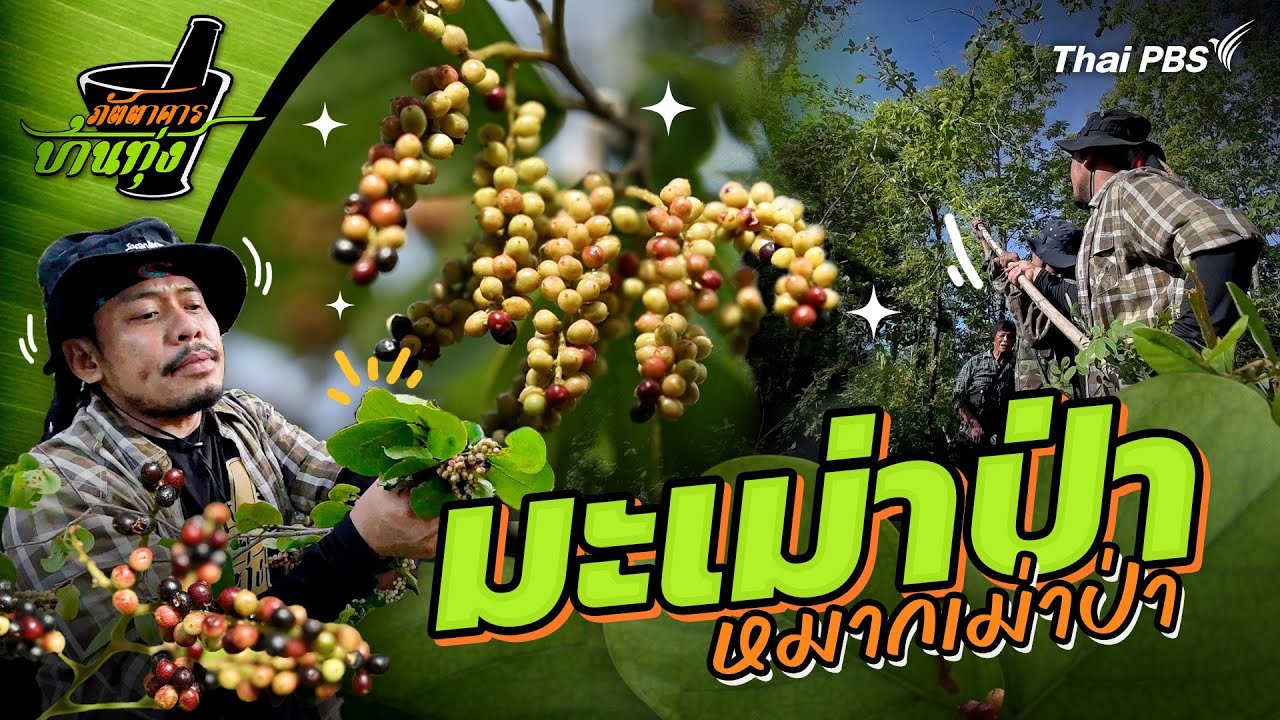 มะเม่าป่า (หมากเม่าป่า) | ภัตตาคารบ้านทุ่ง
