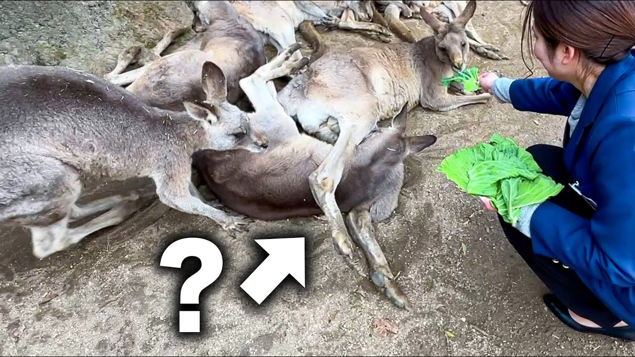 カンガルーにエサをあげに行ったらこうなってたんだけど何故？【九州西濃運輸】