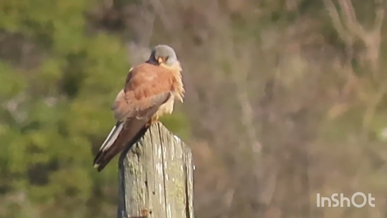Bjelonokta vjetru&scaron;a - Lesser kestrel - Falco naumanni