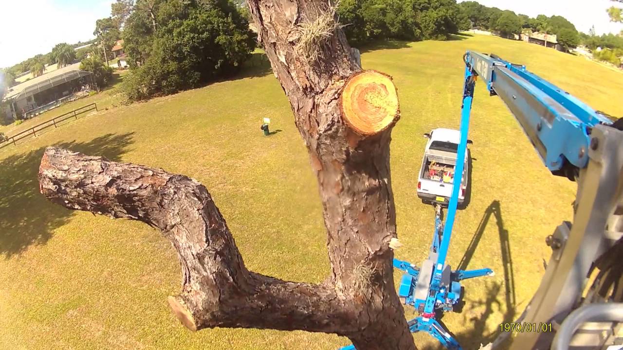Cutting down a pine tree from a Genie lift
