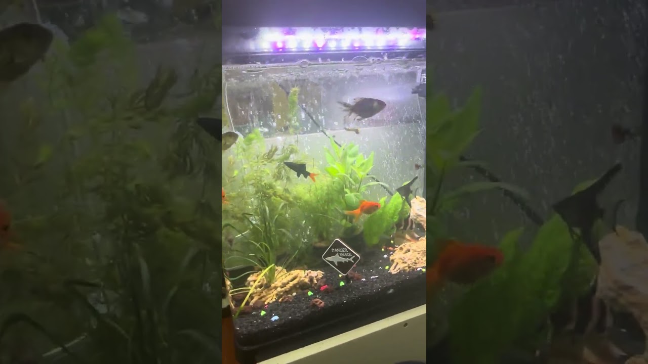 Balıklarım part 9#keşfet #fish #aquarium 