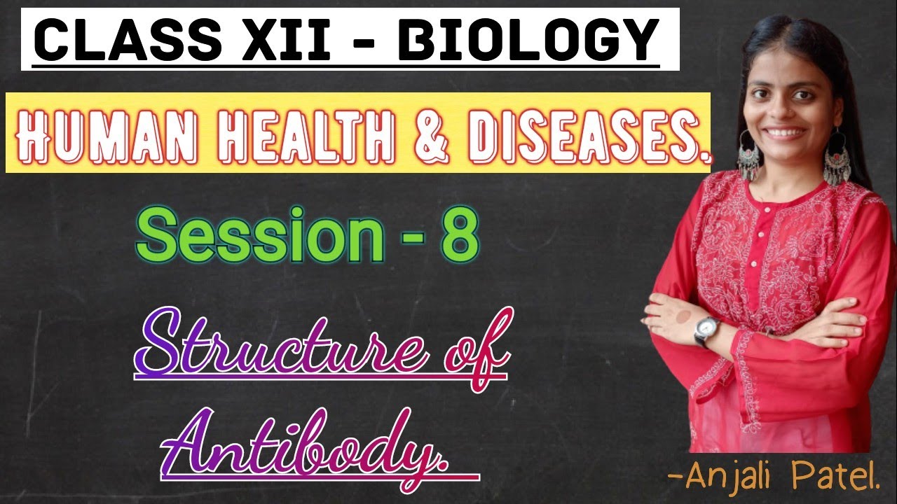Class XII Biology - Human health and diseases- Structure of Antibody.
