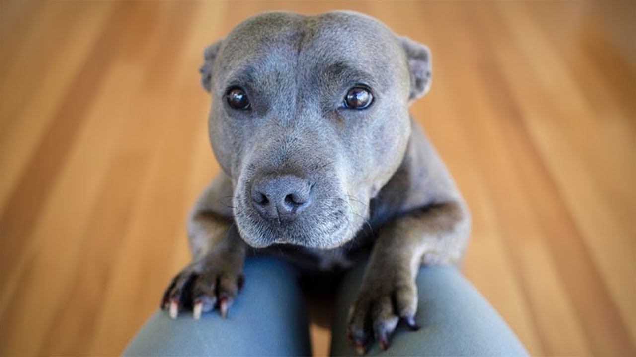 These Dog Asks for Pets So Politely, You Can’t Say No 🐶