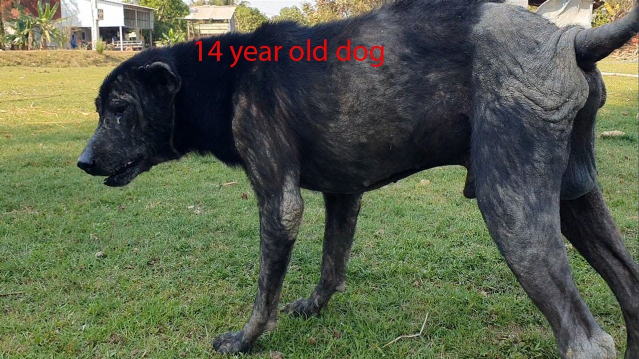 Give some bread for poor family dogs with 14 year old dog p202