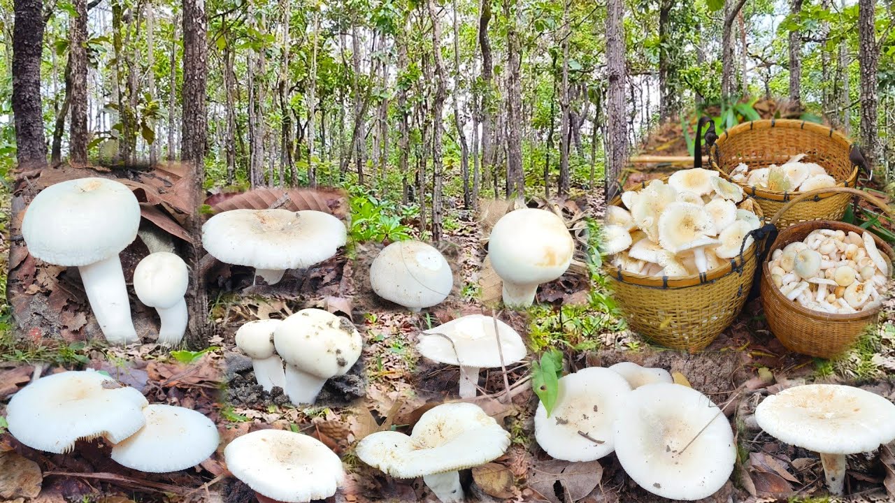 หาเห็ดตะไค วันนี้อลังการ ความหมานได้หาบลงดอยแหมแล้ว 13 กันยายน 2568
