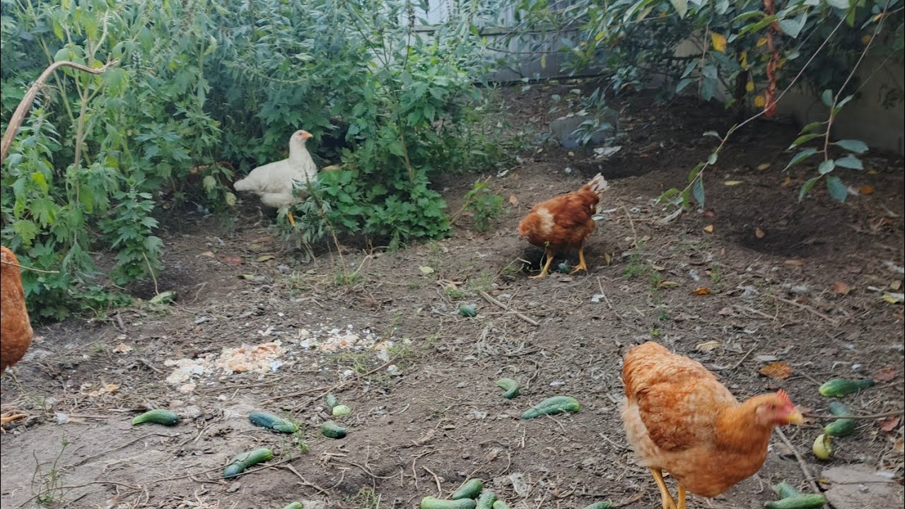 Чем я кормлю моих курочек?