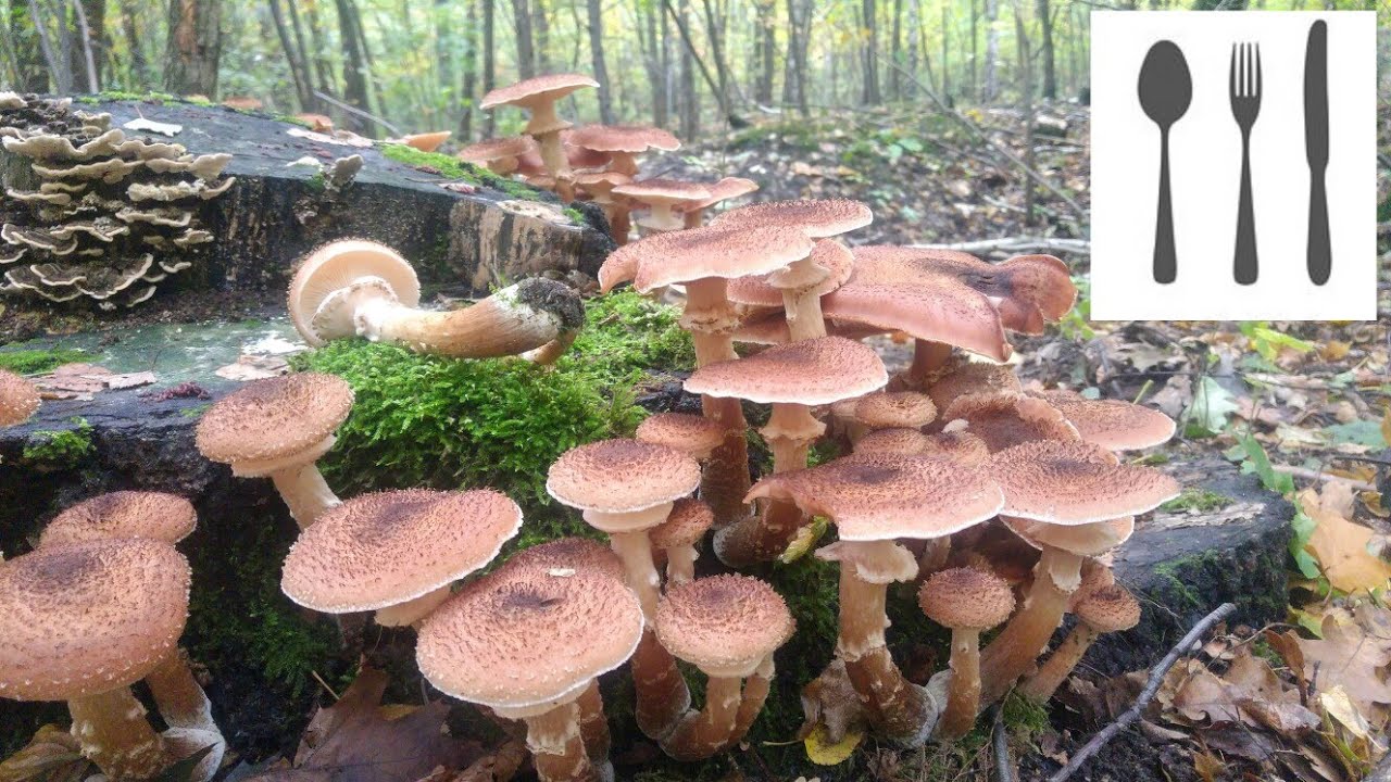 Opieńka ciemna (Armillaria ostoyae) Jaworzno