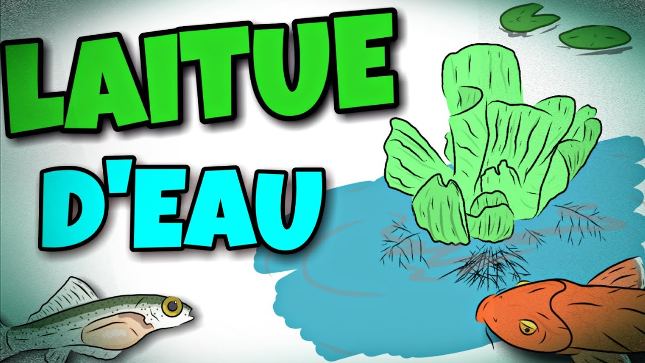 LA LAITUE D'EAU, BONNE OU MAUVAISE POUR VÔTRE BASSIN À POISSONS ? (PLANTE AQUATIQUE)