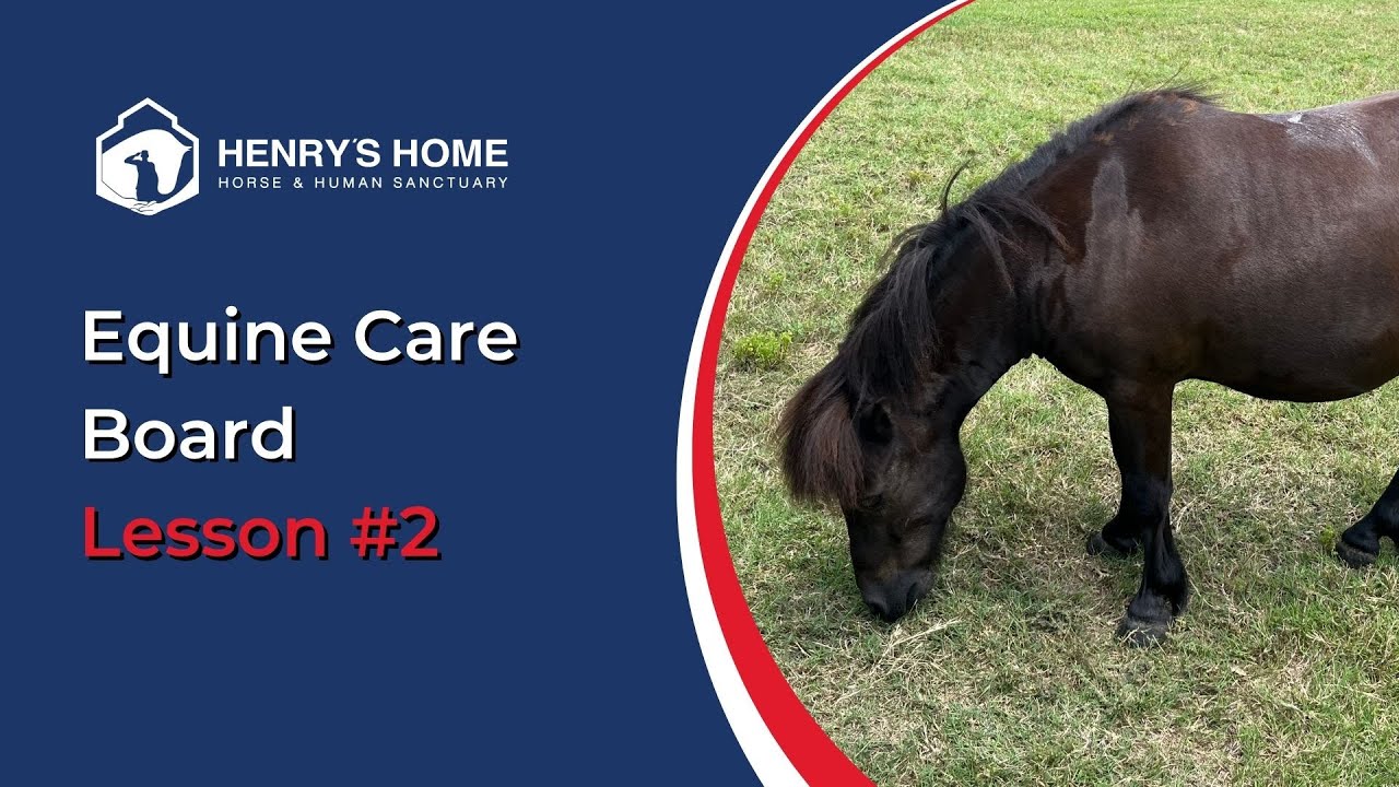 Equine Care Board Lesson #2