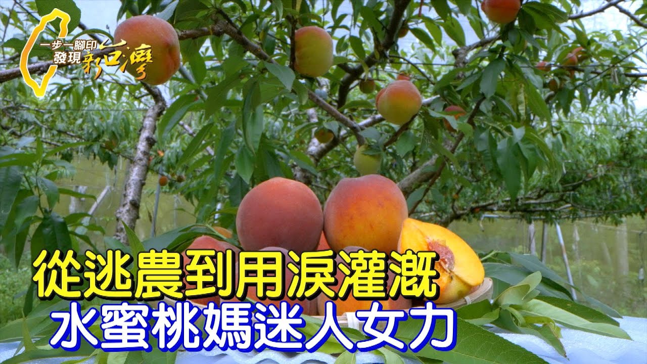 從小恨透務農 她因真愛嫁給農夫 從農路曲折蠟燭三頭燒 她靠眼淚灌溉人生∣一步一腳印【水蜜桃媽揮淚從農路】20230528