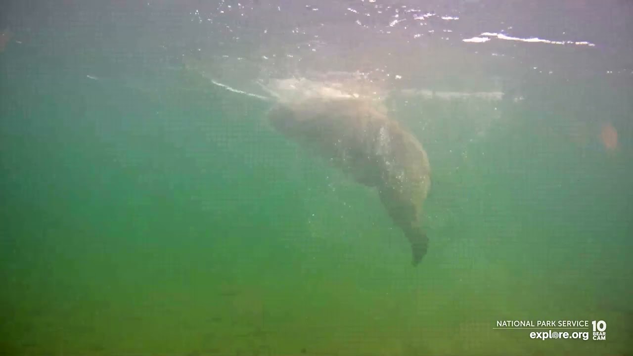 On This Day in Bear Cam History | Holly Catches a Fish Underwater
