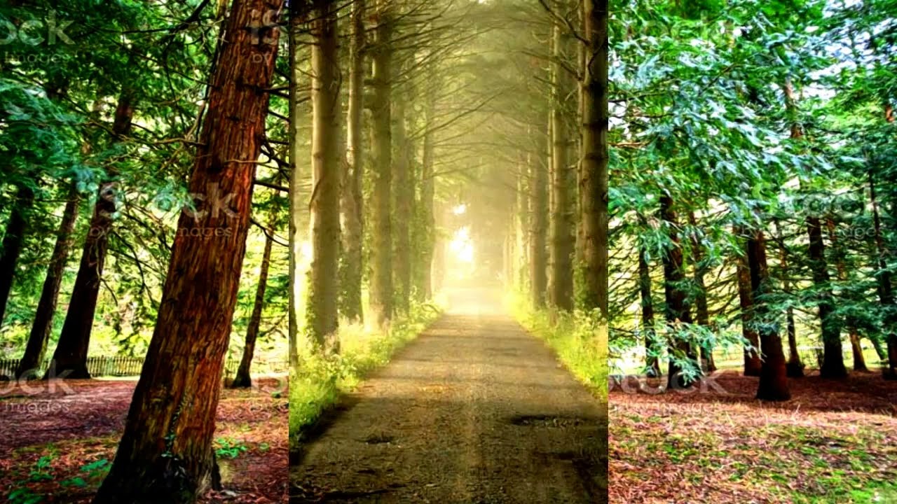 The forest, beautiful penetrating! (HD720p)