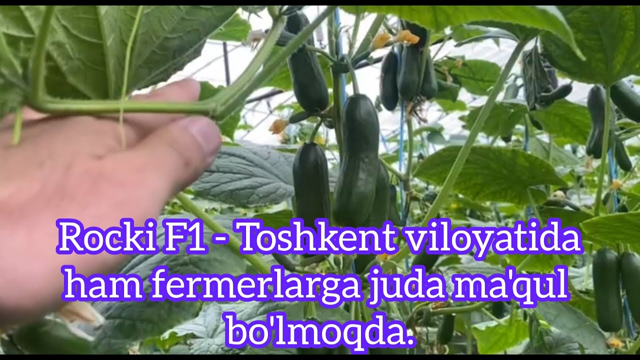 Rocki F1 - Тошкент вилоятида ҳам фермерларга жуда маъқул бўлмоқда.