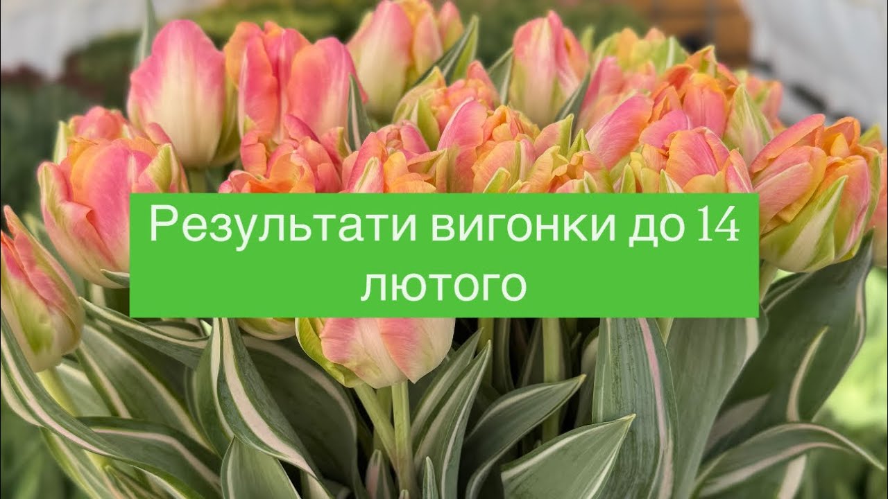 Перелік і аналіз кожного сорту 🌷Результати вигонки на 14 лютого у %🏡Теплиця Черкаси🏡